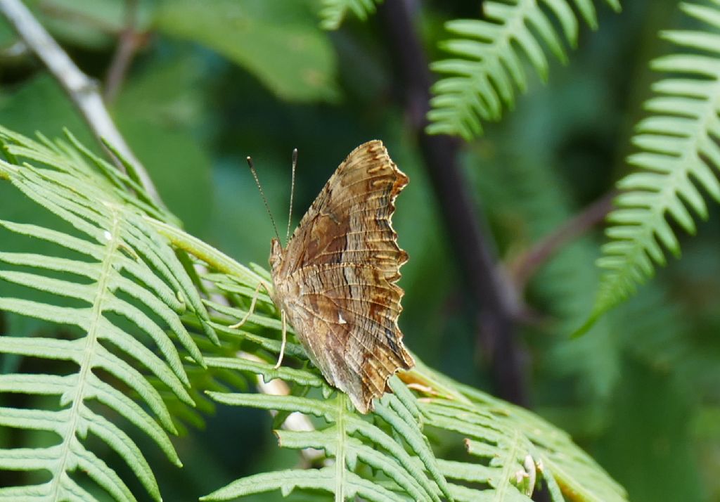 Polygonia egea? S !